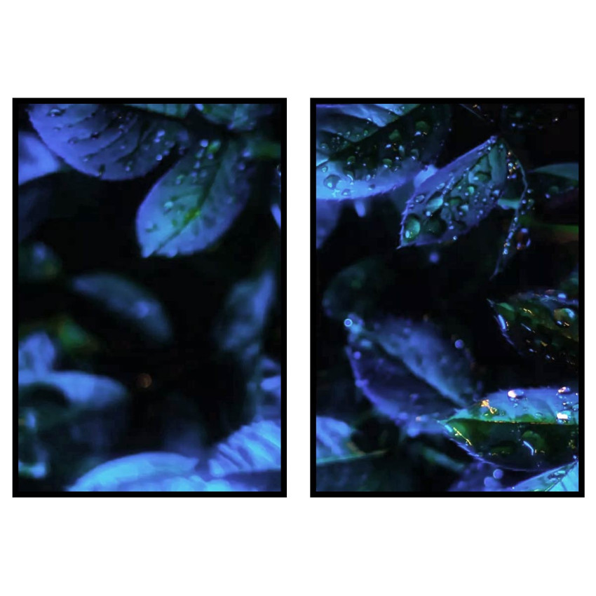 Exotic Blue Plants with Raindrops - Blue Two Piece Poster Set