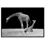 Giraffe - Black and White Poster