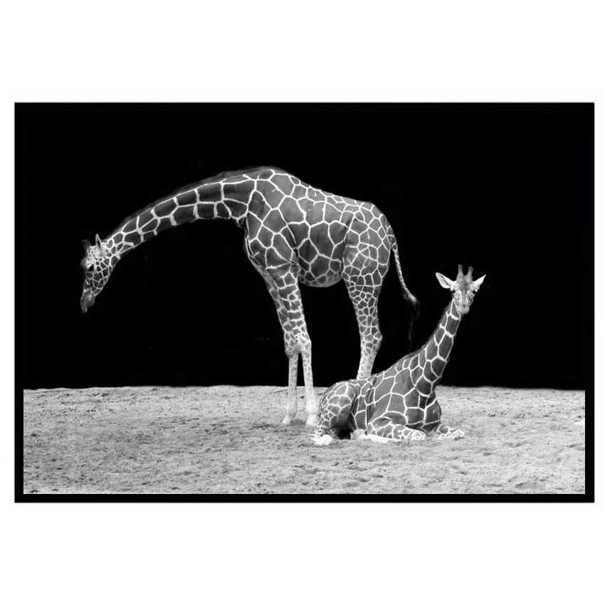 Giraffe - Black and White Poster