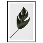 Monstera leaf - Simple poster