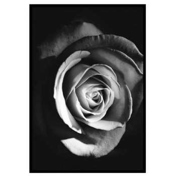Rose - Black and White Poster