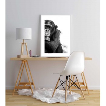 Chimpanzee - Black and white animal poster