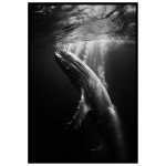 Knölval - Abstrakt & elegant poster