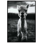 Cute baby Alpaca - Simple & cool poster