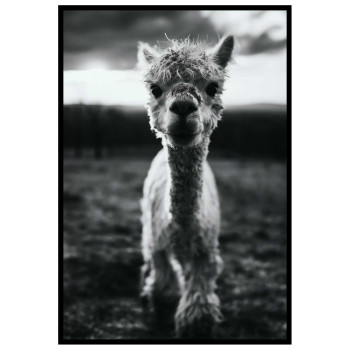 Cute baby Alpaca - Simple & cool poster