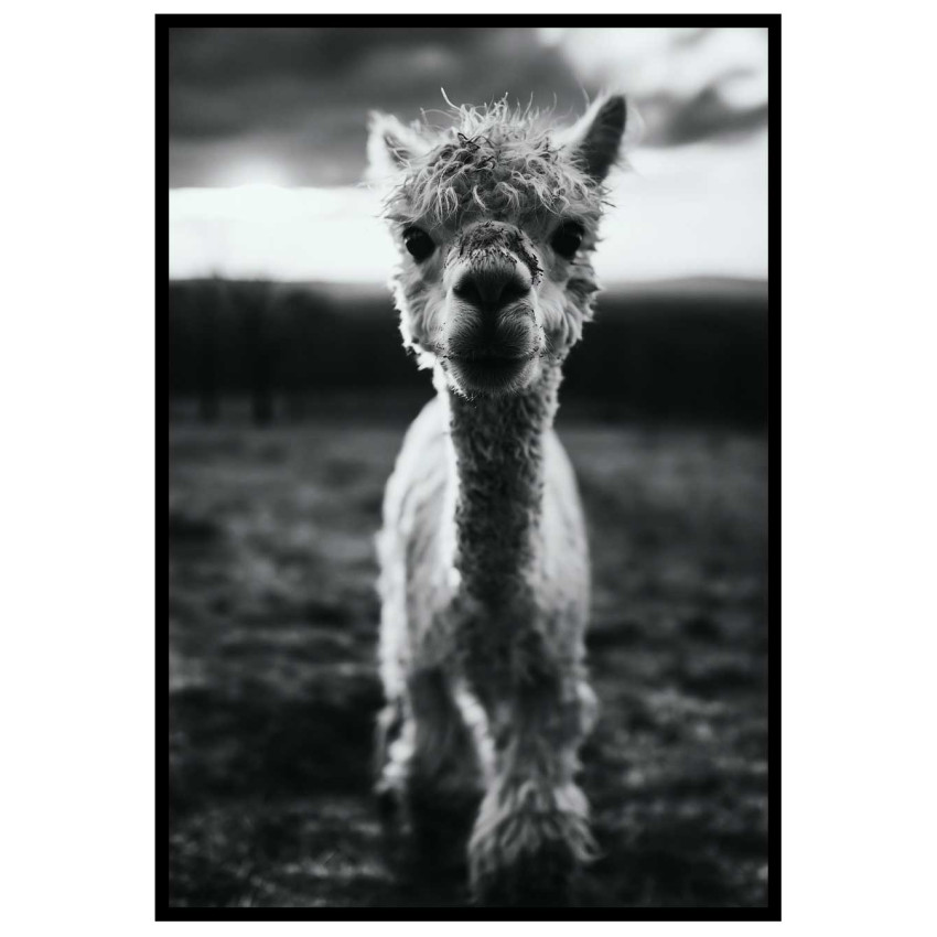 Cute baby Alpaca - Simple & cool poster