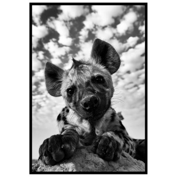 Söt Hyena - Trendig poster
