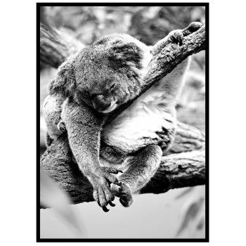 Koala - Svartvit poster