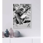 Koala - Black and white poster