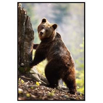 Björn i skogen - Skandinaviskt djurmotiv