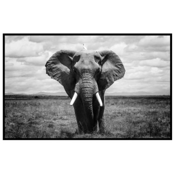 Elephant - Black and White Poster