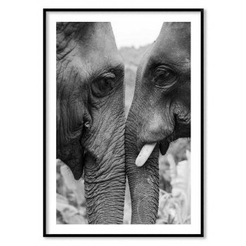 Elephant couple - Simple poster