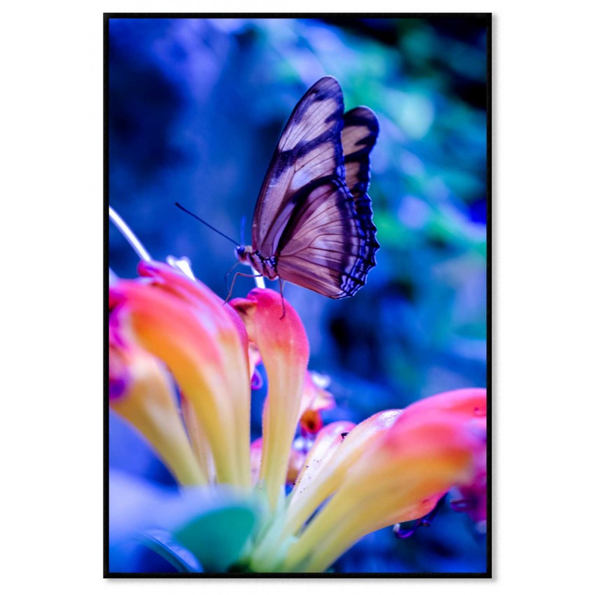 Butterfly - Colorful insect poster