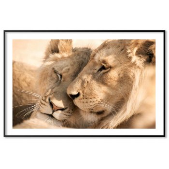 Kärleksfulla lejon - Gul djurtavla