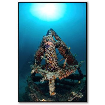 Beautiful corals - Poster
