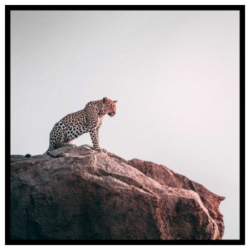 Leopard - Kvadratisk elegant djurbild