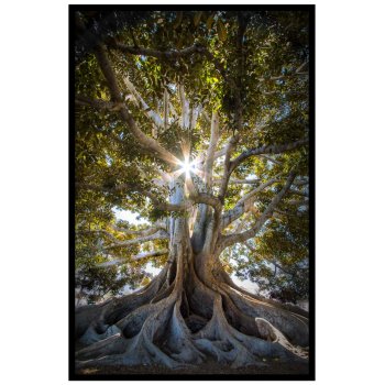 Livets träd - Simpel natur poster