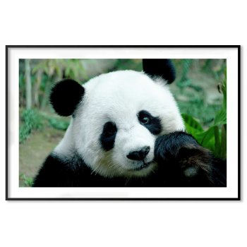 Super cute panda - Animals poster