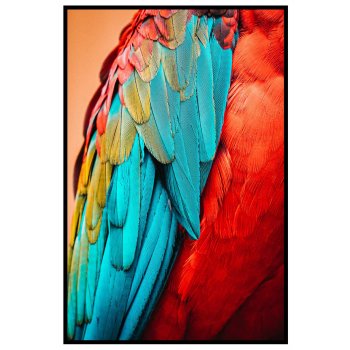 Birds feathers - Colorful poster