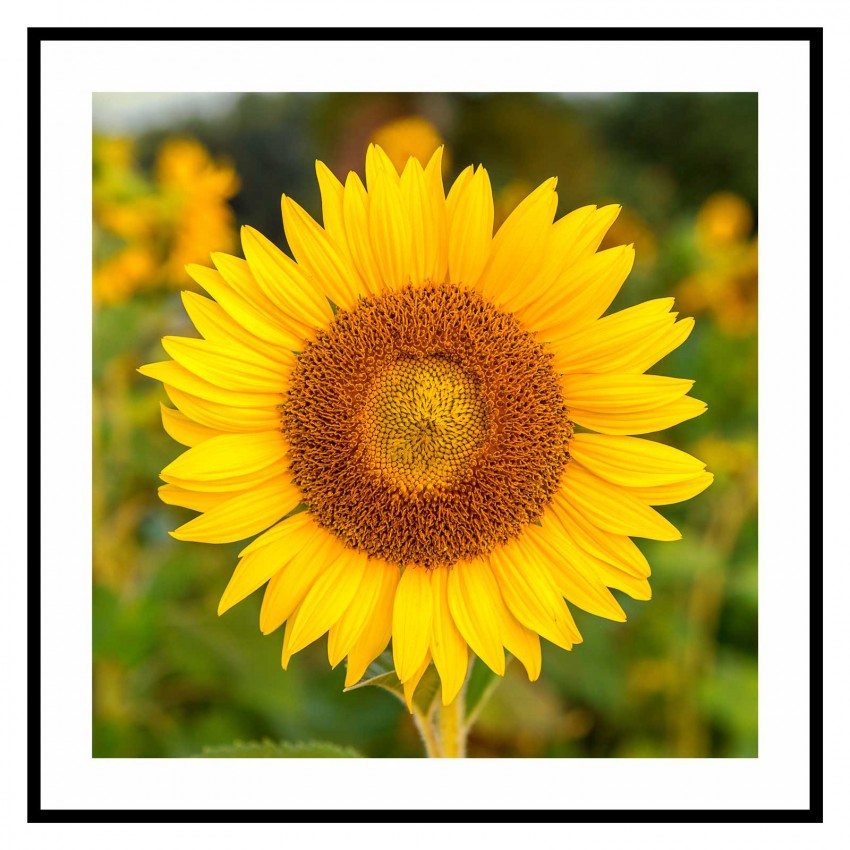 Solros blomma - Gul tavla