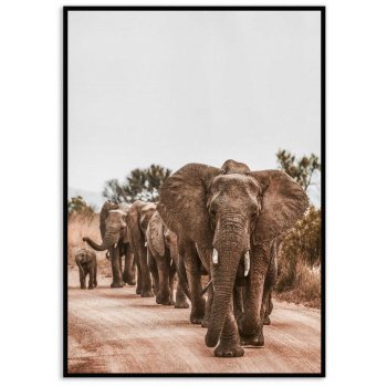 Flock av elefanter - Djurposter