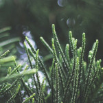 Green Leaves - Two Piece Poster