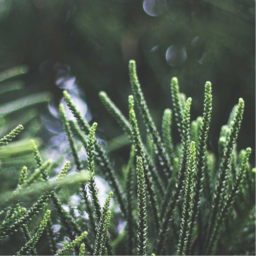 Green Leaves - Two Piece Poster