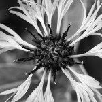Flower - Black and White Poster