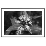 Flower - Black and White Poster