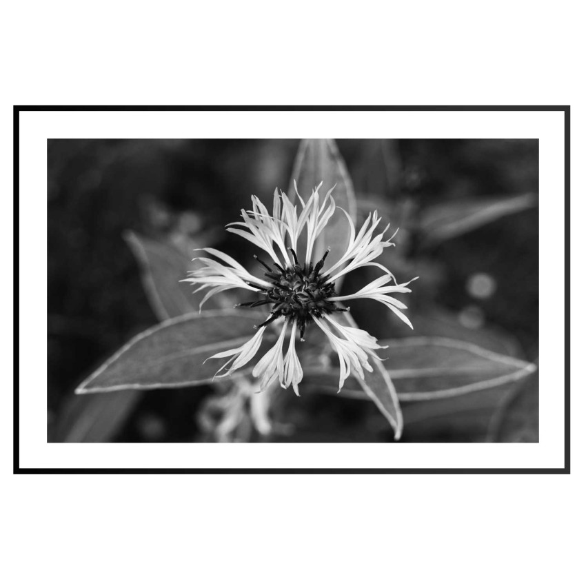Flower - Black and White Poster