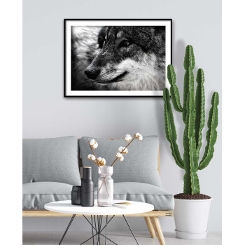 Varg i Närbild - Svartvit Plansch