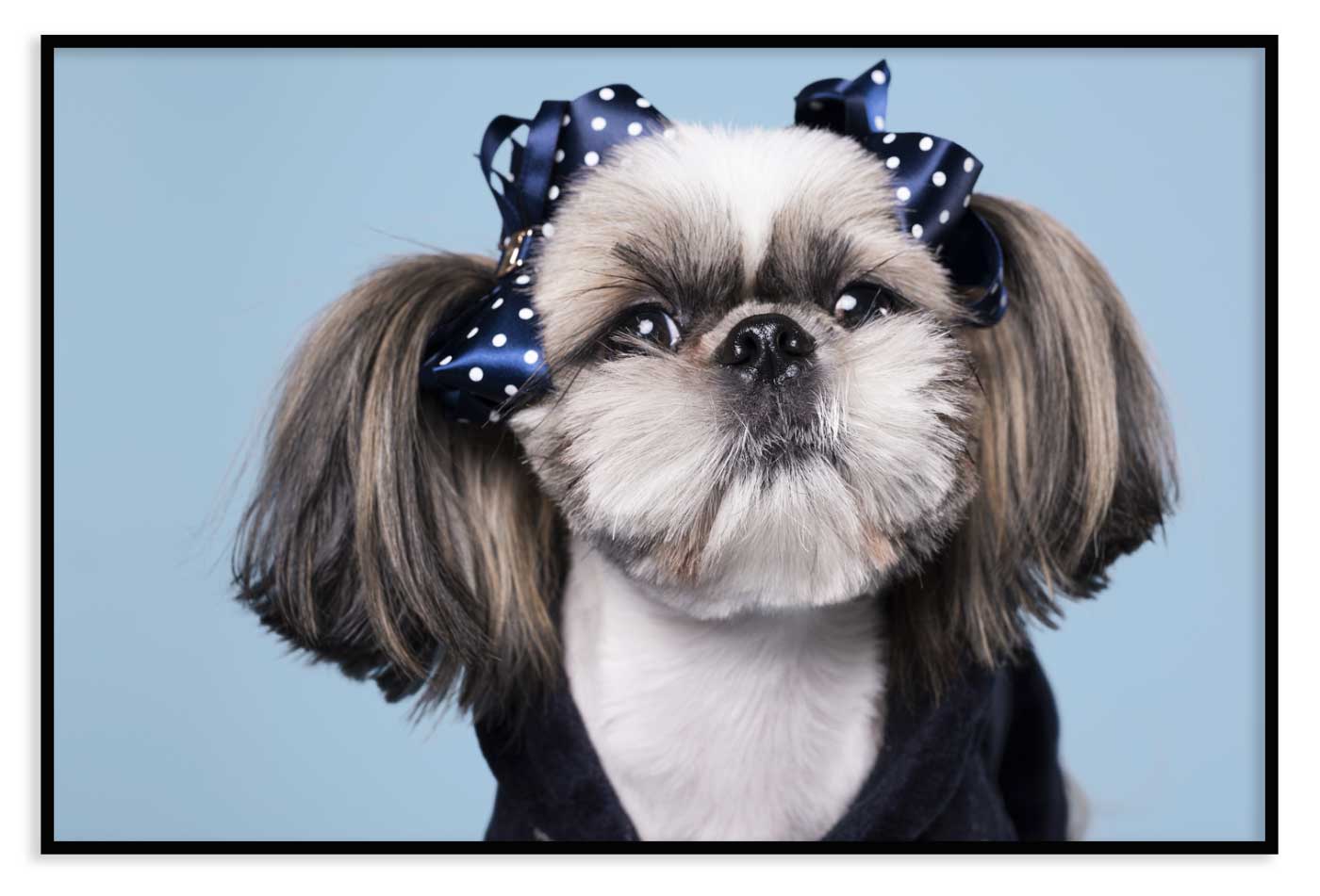 Cute Poster Picture Print Sizes A5 to A0 **FREE DELIVERY** SHIH TZU PUPPY DOG