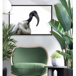 Sacred Ibis Pelican Bird - Simple Poster
