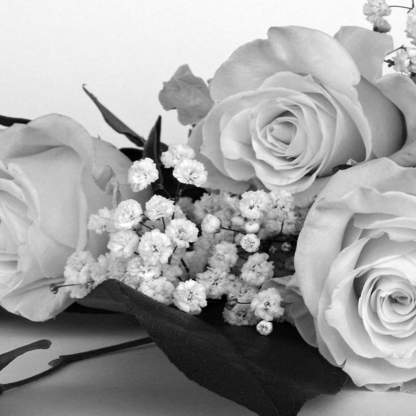 Roses - Two Piece Poster Set