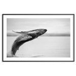 Humpback Whale - Original animal poster