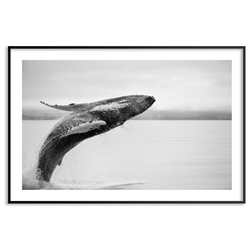 Humpback Whale - Original animal poster