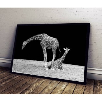 Giraffe - Black and White Poster