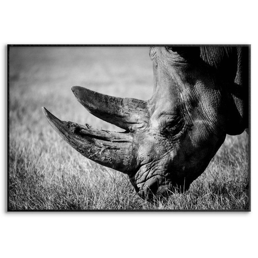 Rhino - Black and White Poster