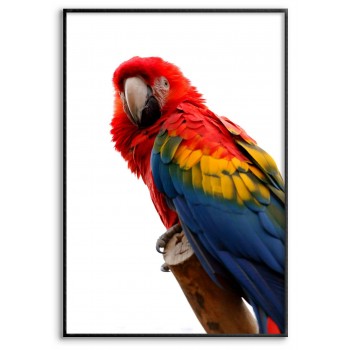 Parrot - Colorful Poster