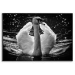 Beautiful Swan - Poster
