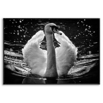 Beautiful Swan - Poster