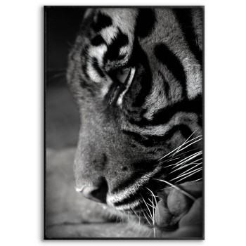 Tiger i Profil - Svartvit Poster