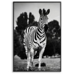 Zebra Running - Poster