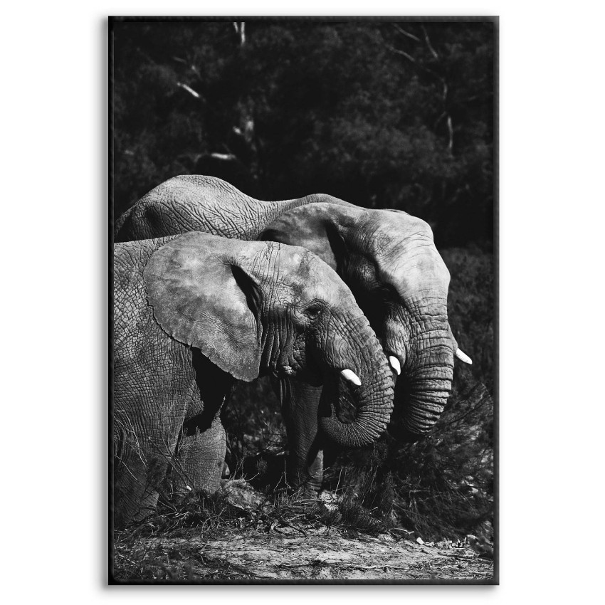 Elephants - Black and White Poster