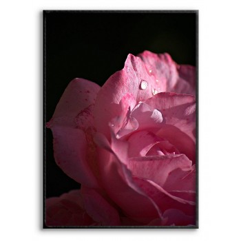 Pink Rose - Simple Poster