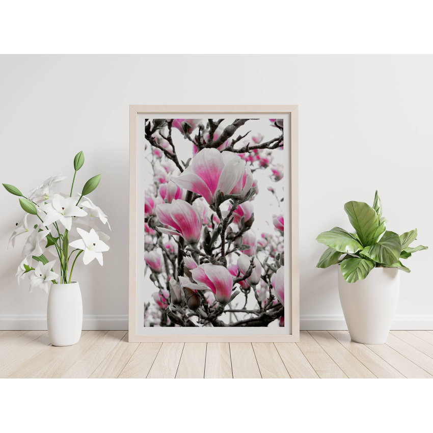Rosa Magnolia Blommor - Simpel Poster