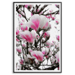 Rosa Magnolia Blommor - Simpel Poster