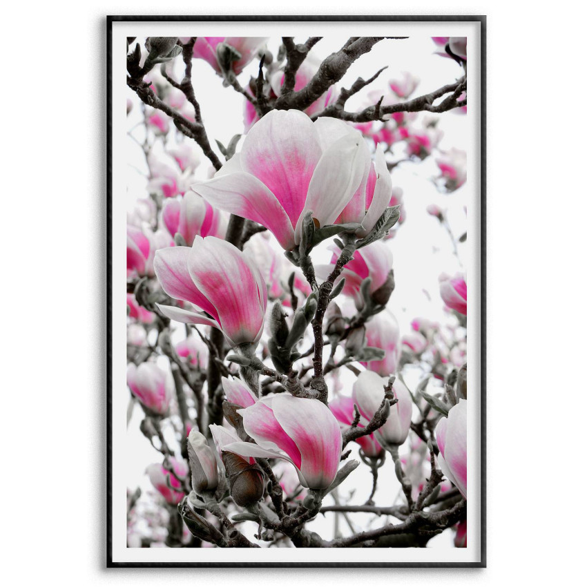 Rosa Magnolia Blommor - Simpel Poster