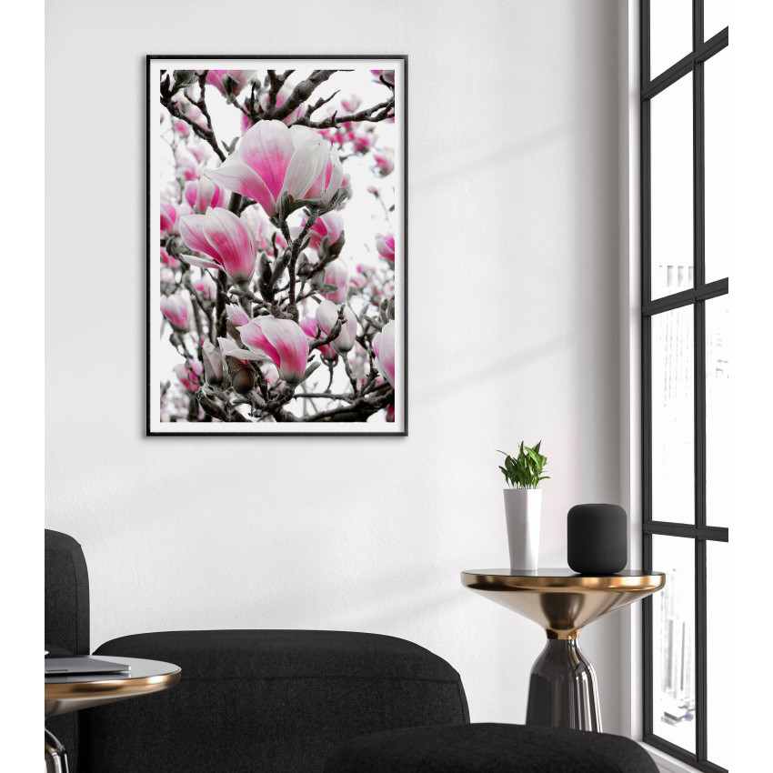Rosa Magnolia Blommor - Simpel Poster