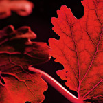 Red Leaves - Two Piece Posters